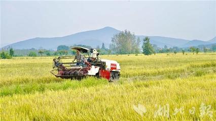 國寶橋米有機種植基地喜迎開鐮，稻谷飄香慶豐年