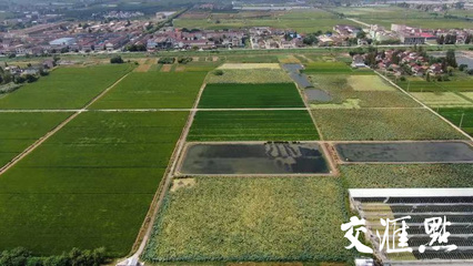 走進(jìn)鄉(xiāng)村看小康 丹陽市陵口鎮(zhèn)折柳村——高效農(nóng)業(yè)讓“負(fù)翁村”蛻變“富翁村”
